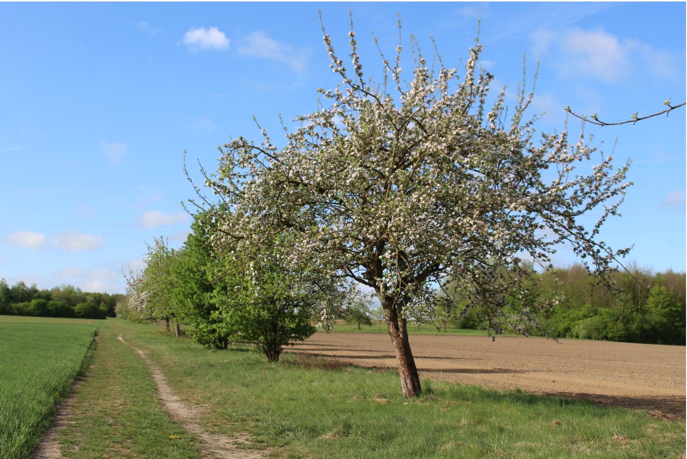 Streuobstwiese